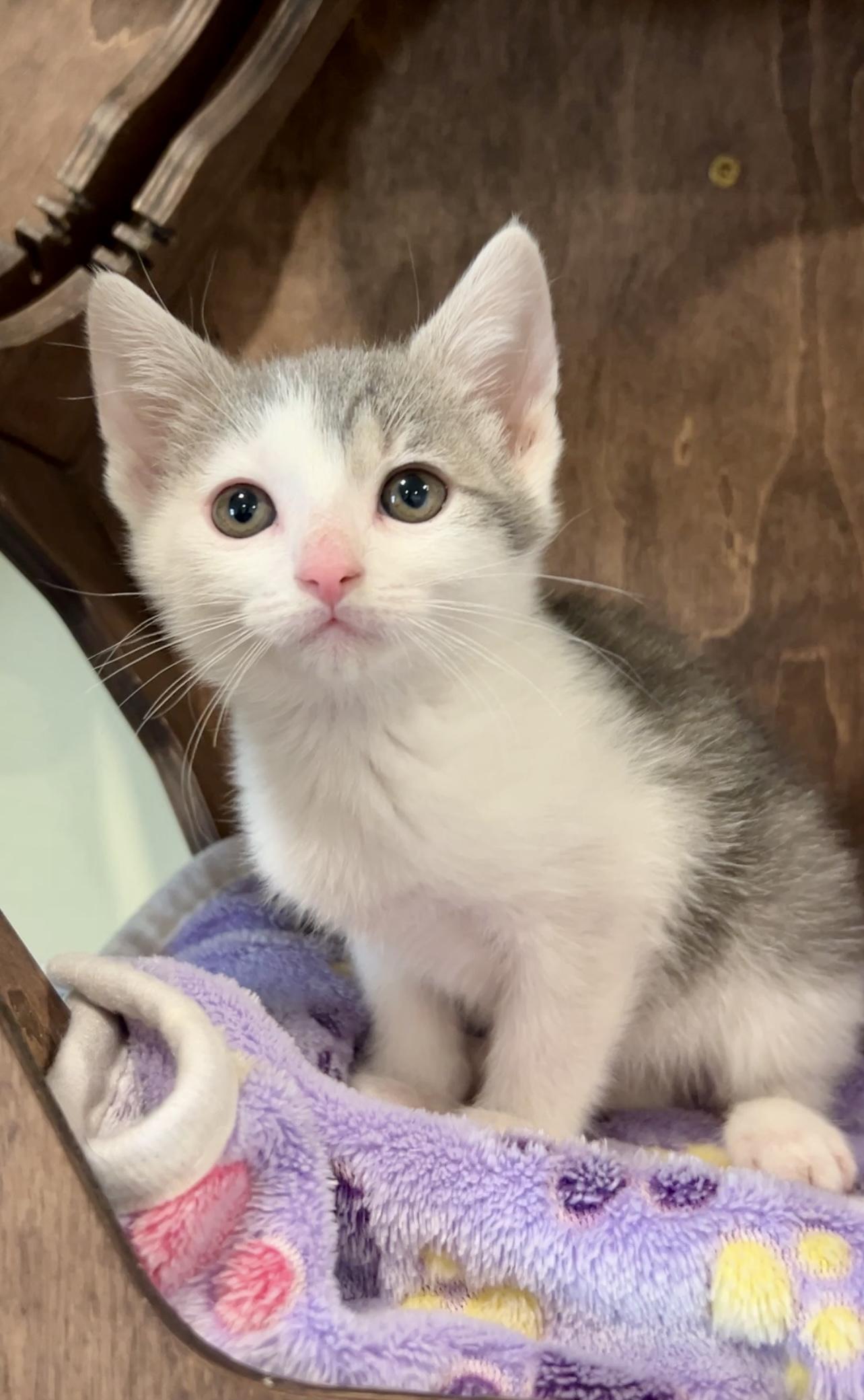 Enlarge Trinity, an adopted Domestic Short Hair in Nashville, TN image 1/6