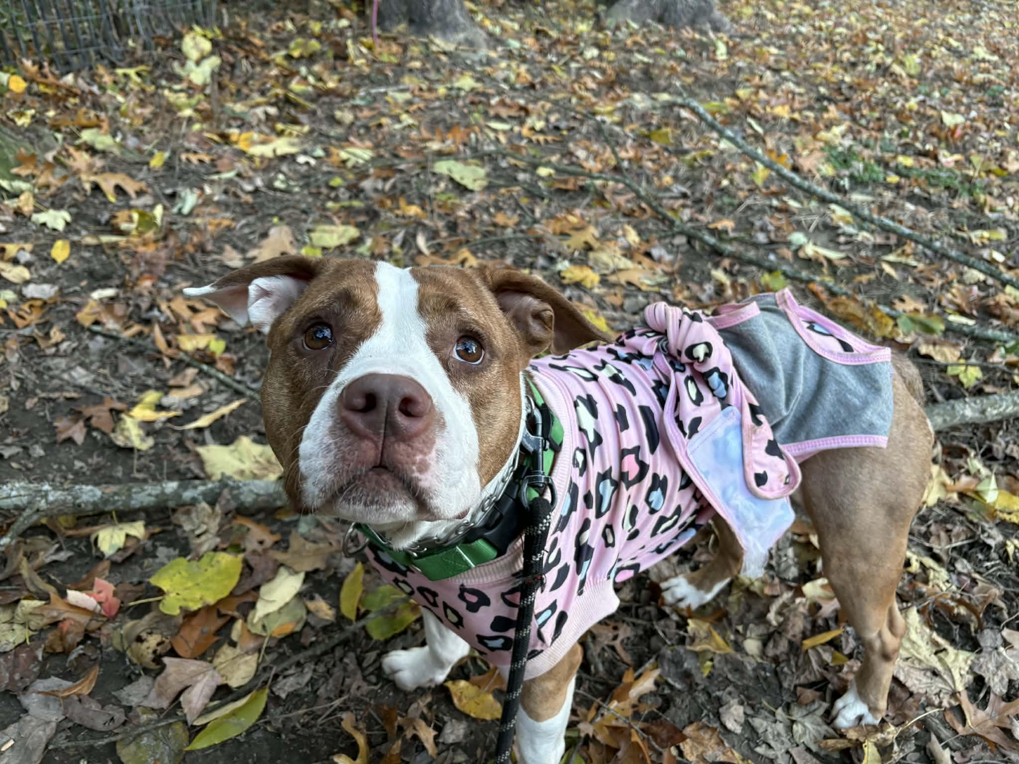 Jiggy, an adopted mixed breed in Rochester, NY image 3/5