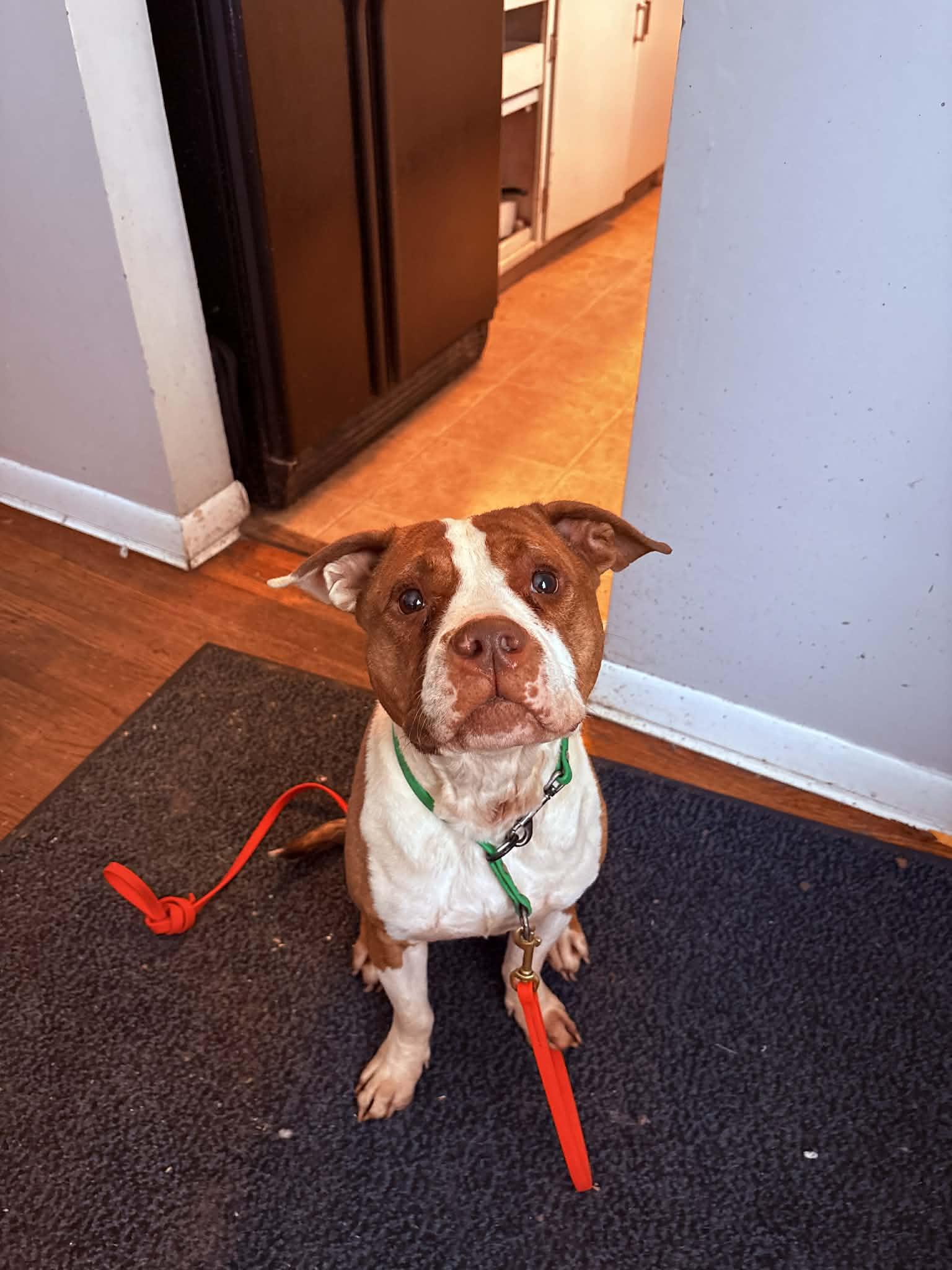 Jiggy, an adopted mixed breed in Rochester, NY image 2/5