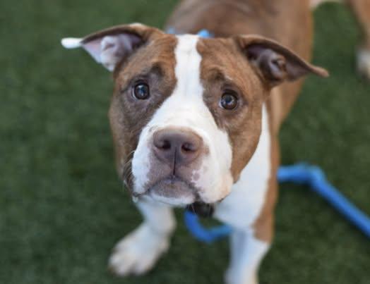 Jiggy, an adopted mixed breed in Rochester, NY image 4/5