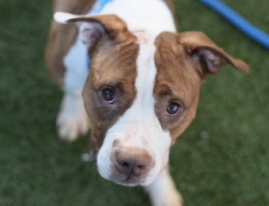 Jiggy, an adopted mixed breed in Rochester, NY image 5/5