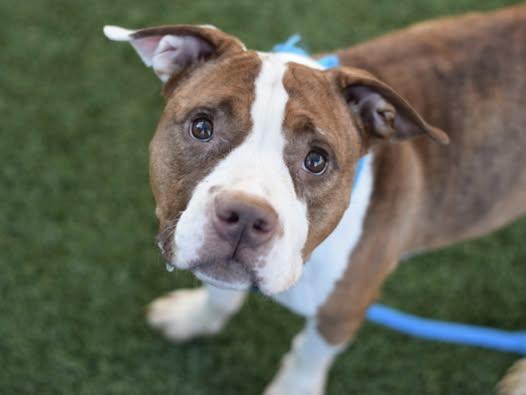 Jiggy, an adopted mixed breed in Rochester, NY image 1/5