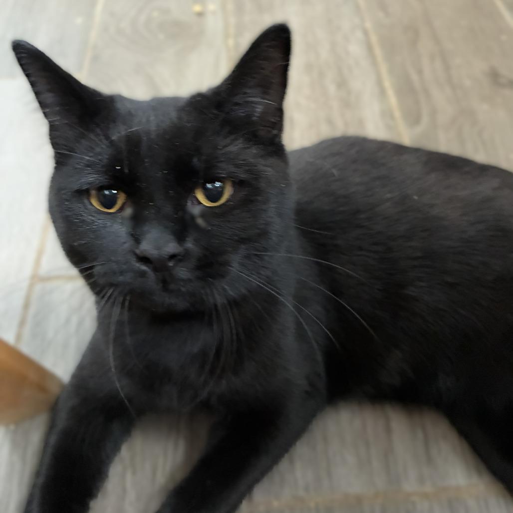 Enlarge Amy, a Adoptable Domestic Medium Hair in Richland, MI image 1/3