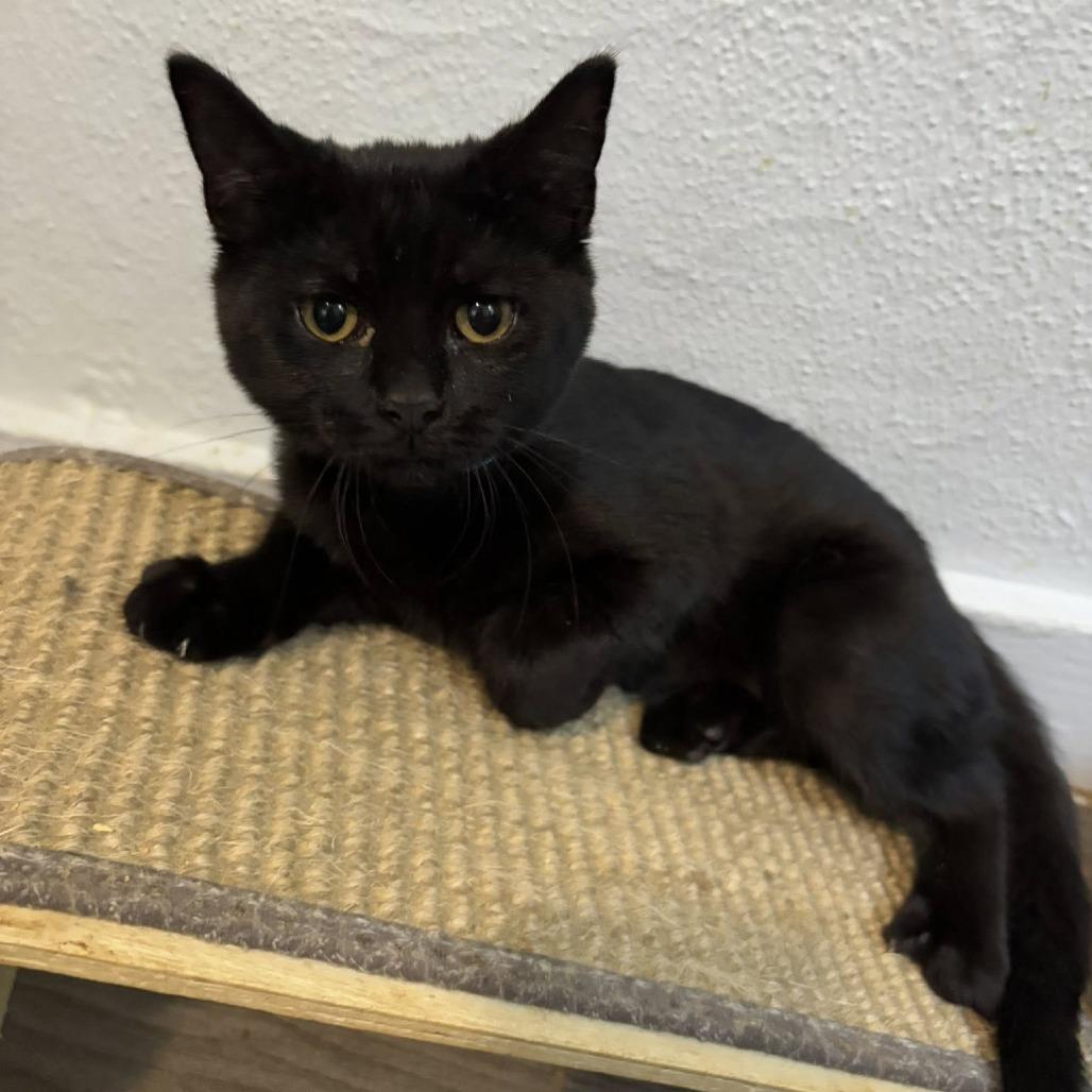 Enlarge Amy, a Adoptable Domestic Medium Hair in Richland, MI image 3/3