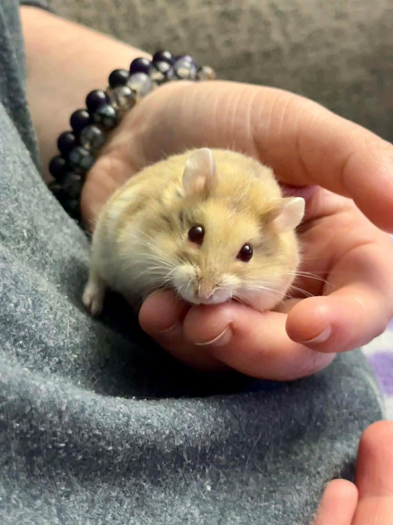 Enlarge Oxnard, a ADOPTABLE Dwarf Hamster in Eugene, OR image 1/1