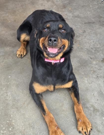 Naomi, Adoptable, Adult Female Cavalier King Charles Spaniel & Rottweiler.
