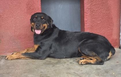 Enlarge Naomi, a Adoptable mixed breed in Malvern, PA image 2/3