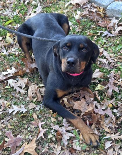 Enlarge Naomi, a Adoptable mixed breed in Malvern, PA image 3/3