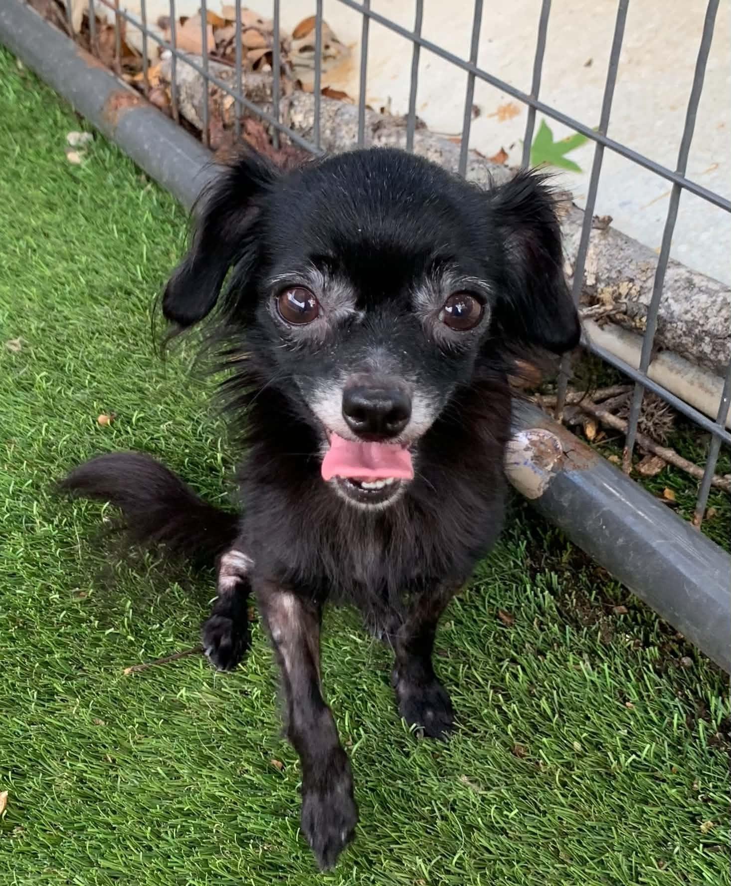 Chevette, Adoptable, Adult Female Chihuahua.