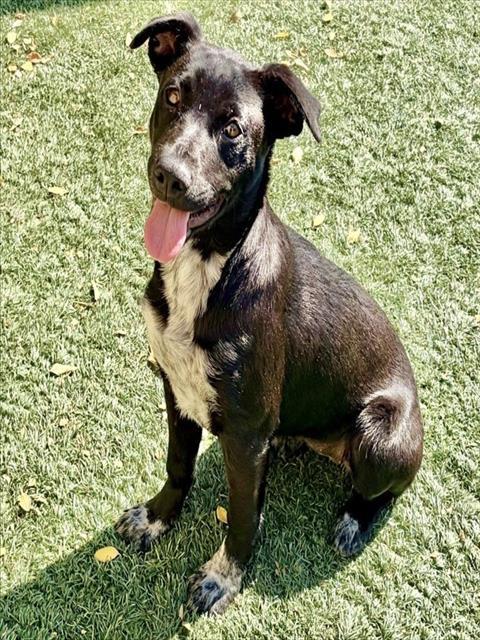 Enlarge JULIET, a Adoptable mixed breed in Salinas, CA image 1/1