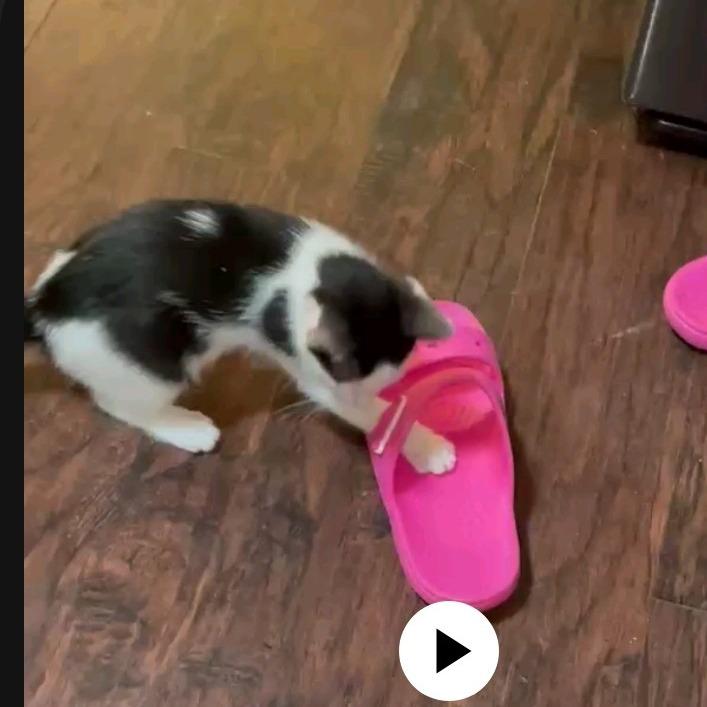 Jasper, Adoptable, Young Male Domestic Short Hair.