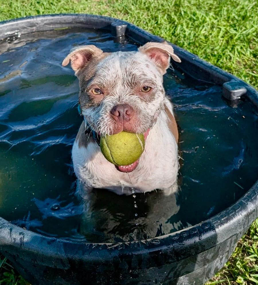 Ellie, ADOPTABLE, Adult Female Terrier.