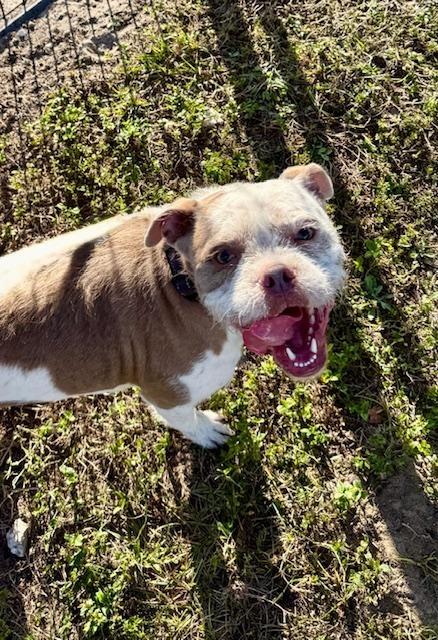 Ellie, ADOPTABLE, Adult Female Terrier.