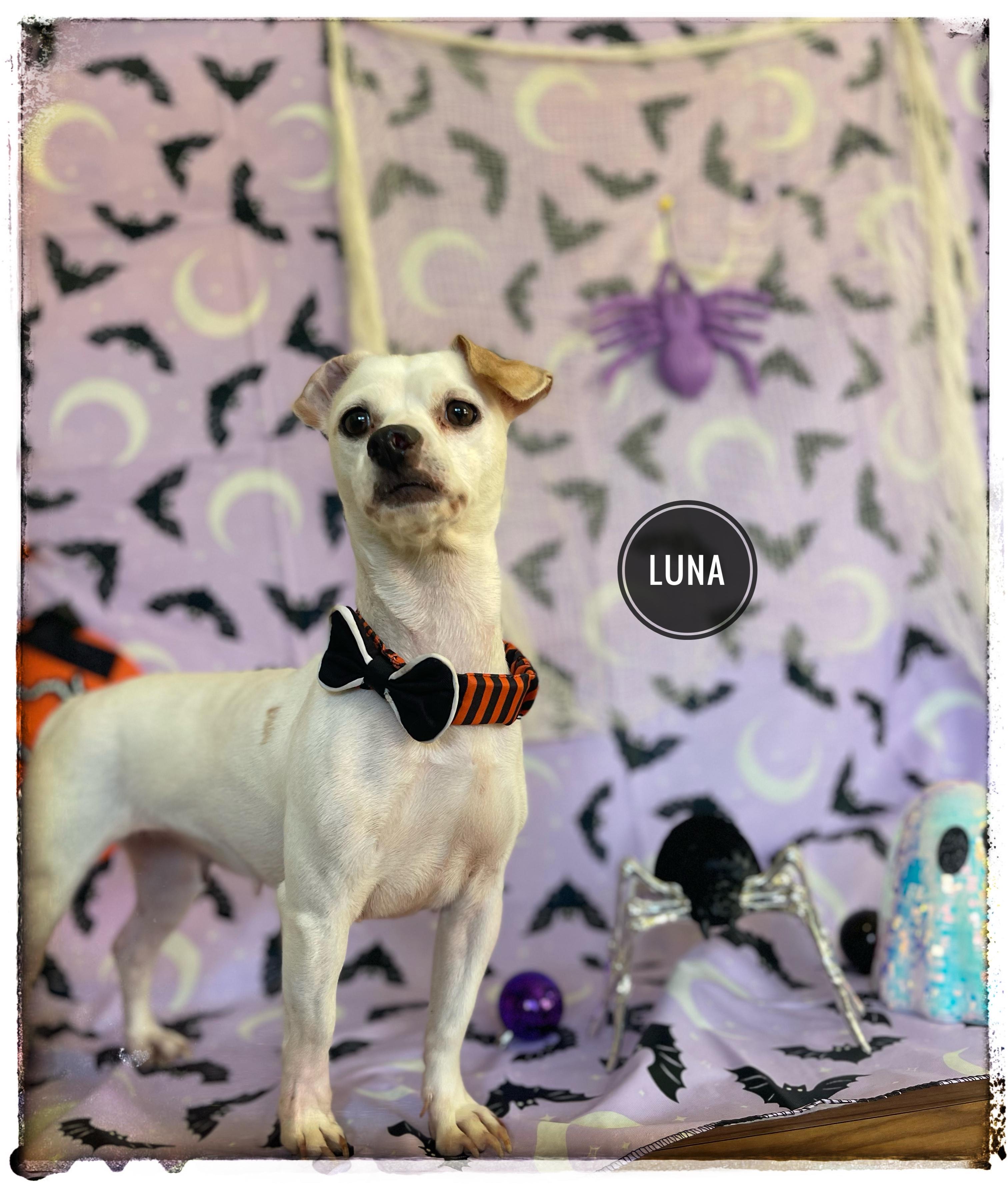 Luna, Adoptable, Young Female Chiweenie.