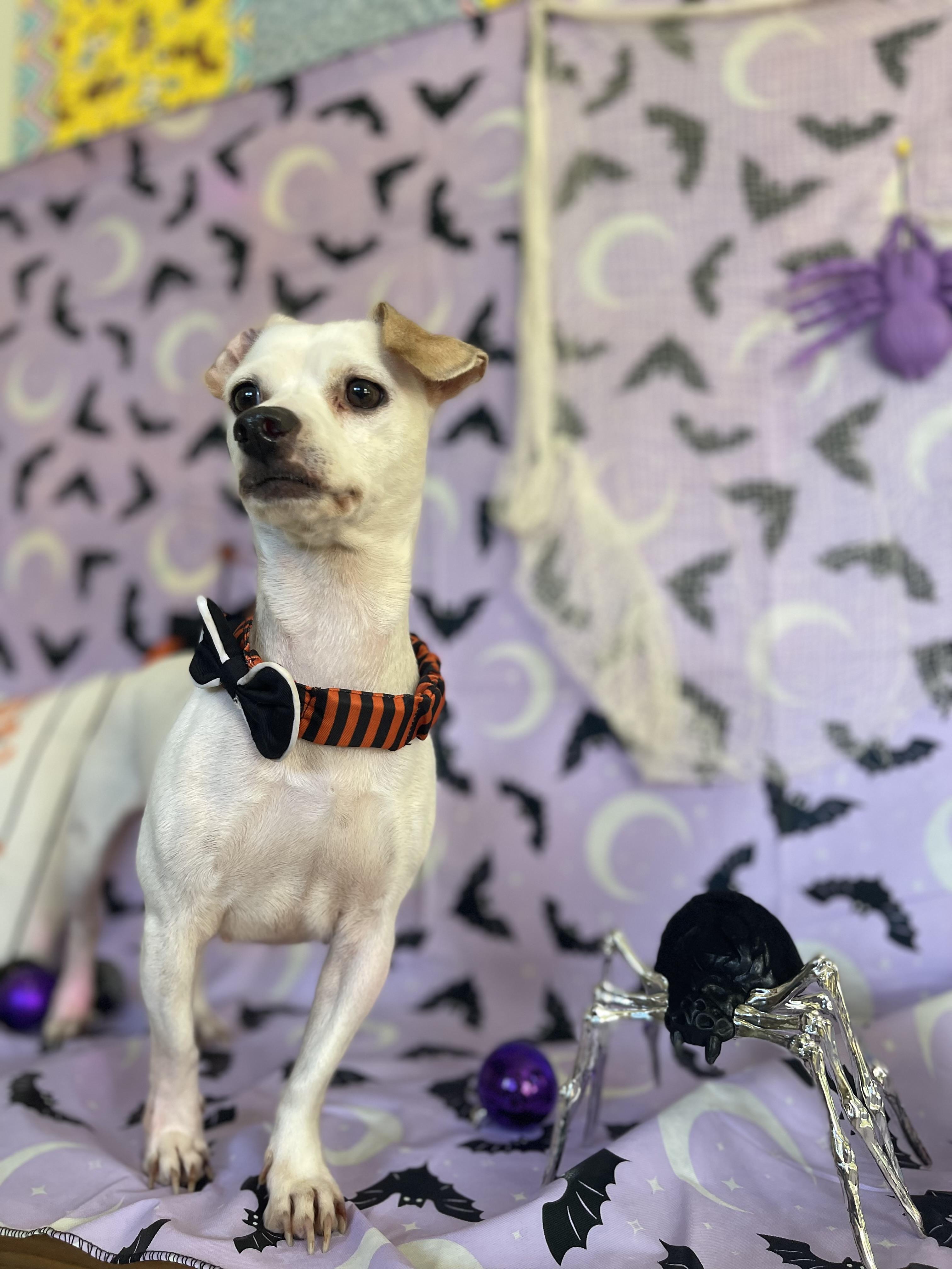 Enlarge Luna, a Adoptable mixed breed in Sebring, FL image 2/6