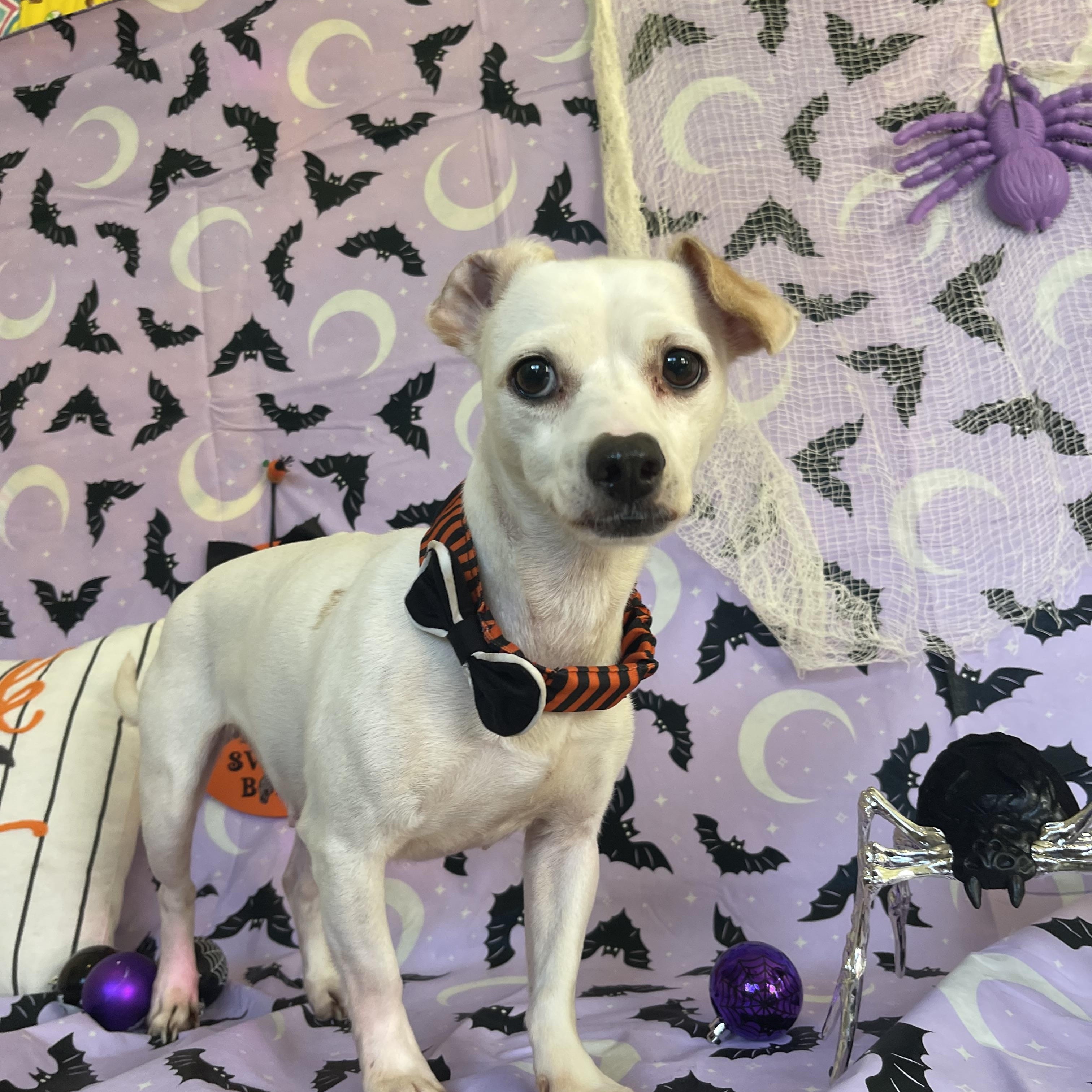 Enlarge Luna, a Adoptable mixed breed in Sebring, FL image 4/6