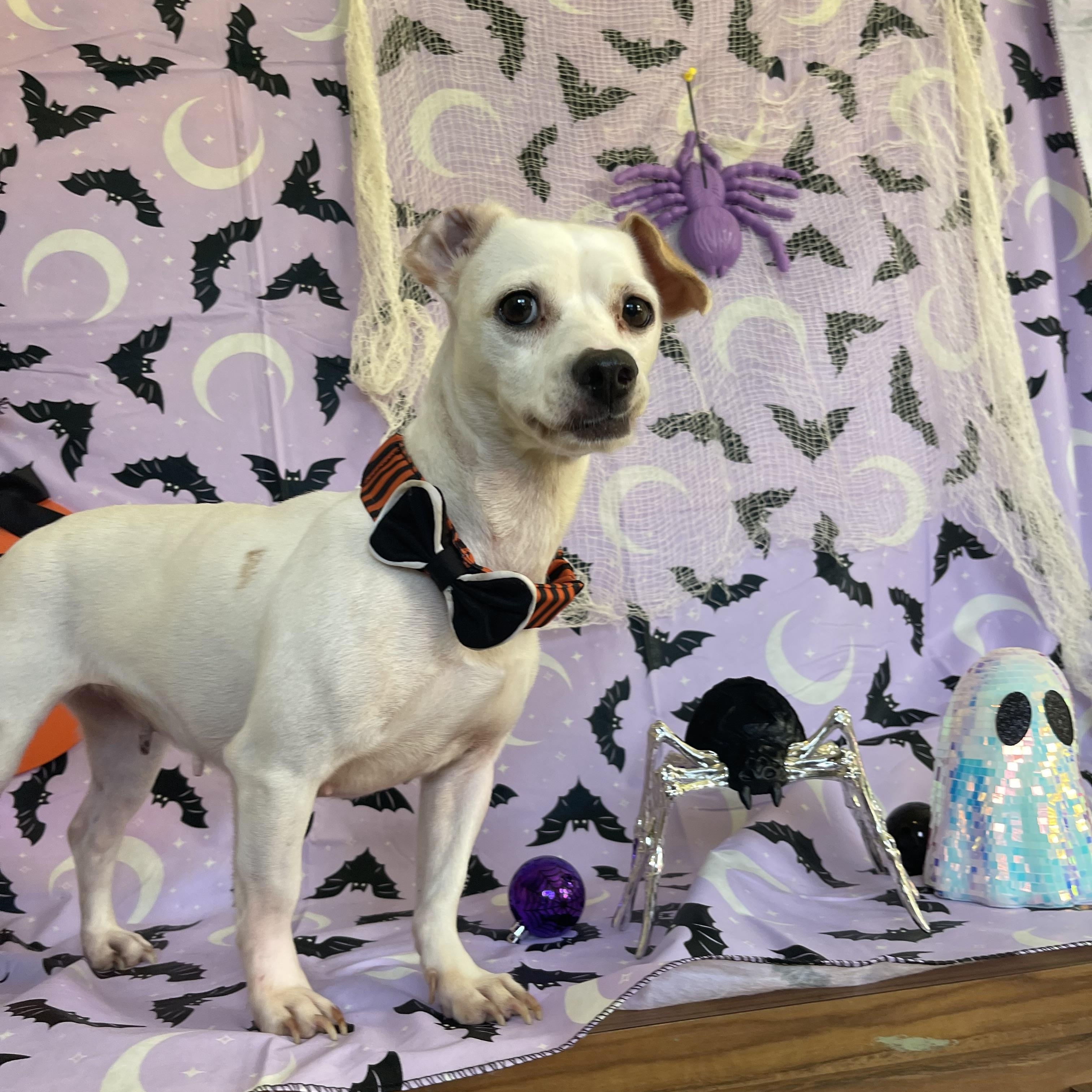 Enlarge Luna, a Adoptable mixed breed in Sebring, FL image 5/6
