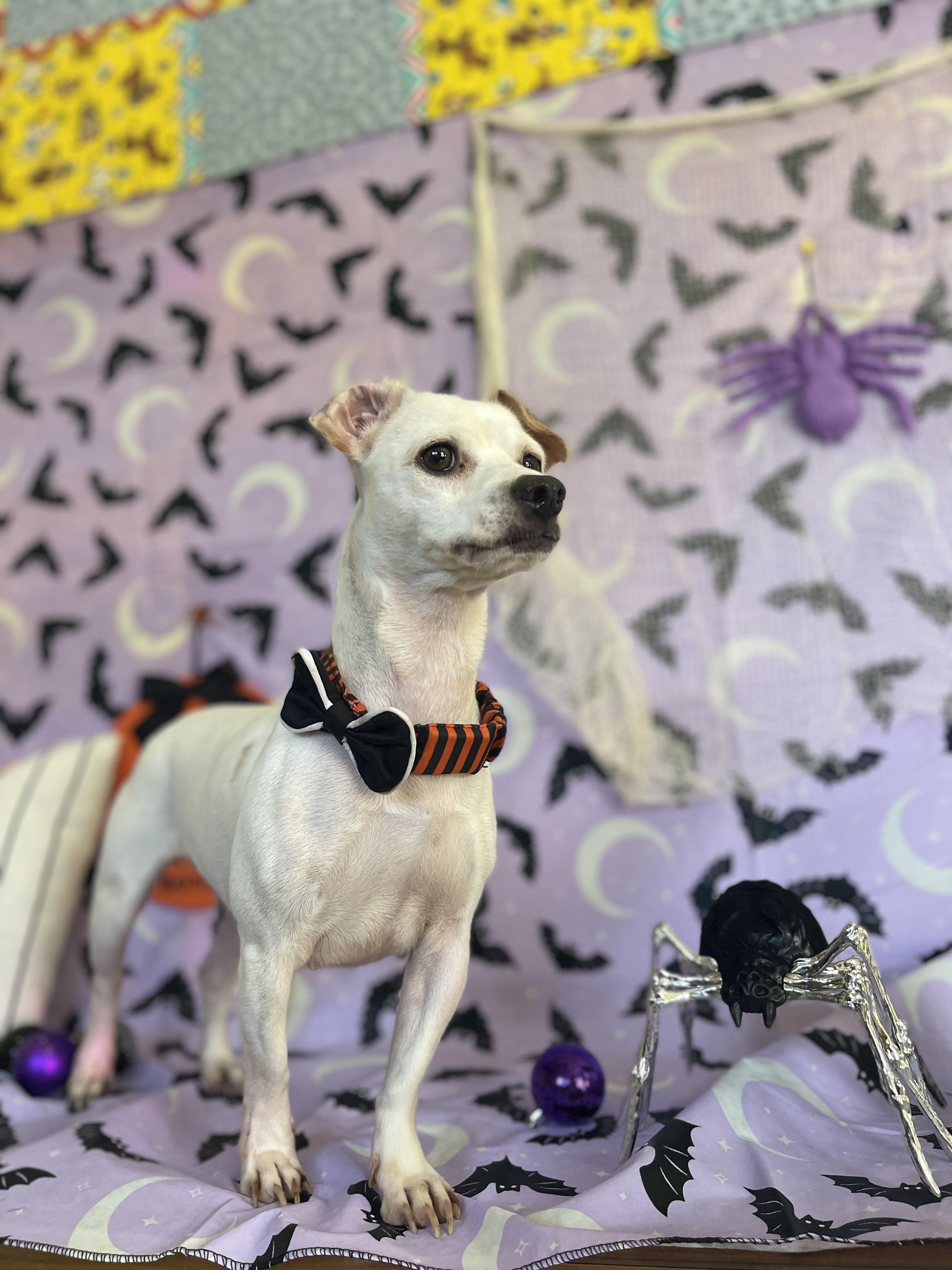 Enlarge Luna, a Adoptable mixed breed in Sebring, FL image 3/6