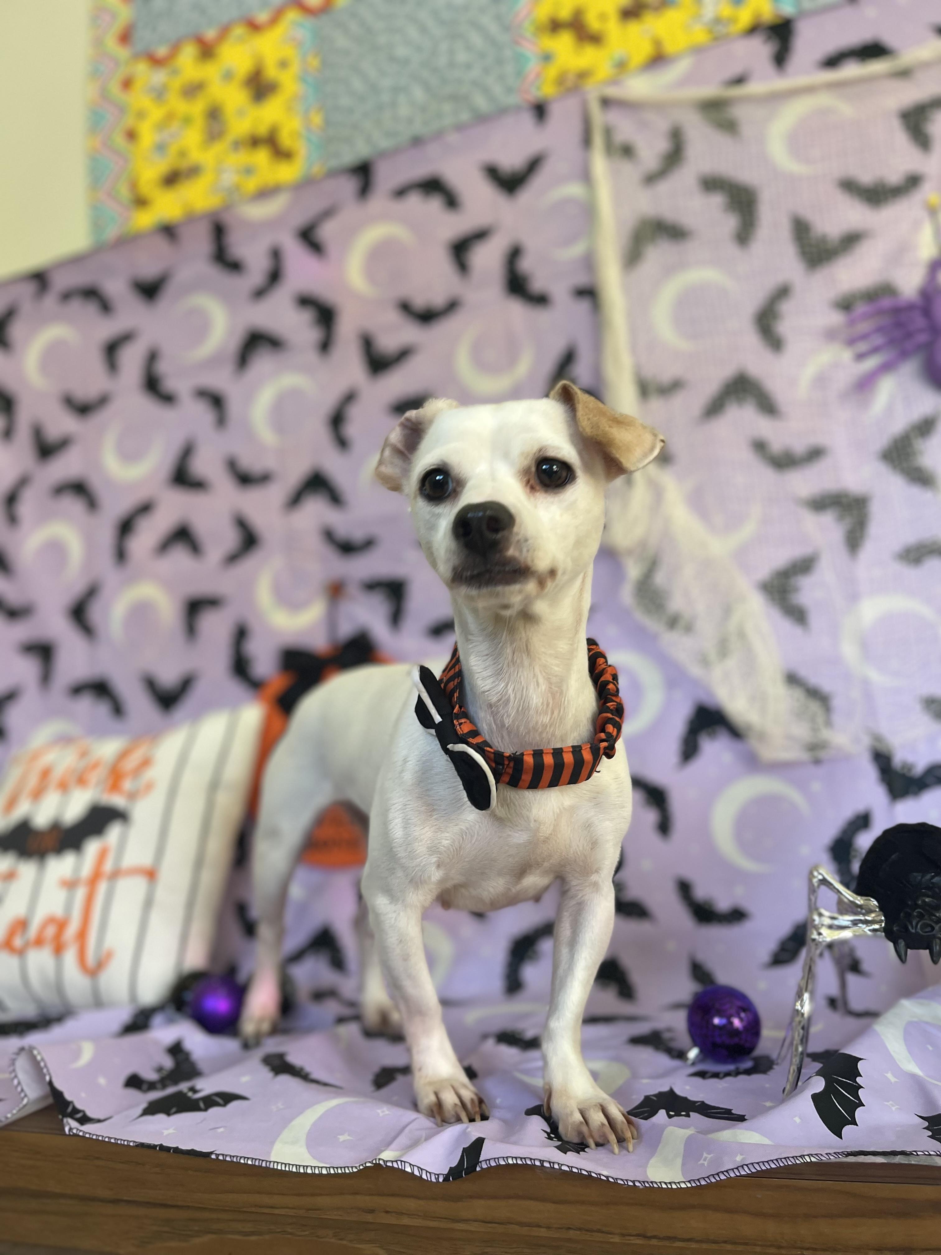Enlarge Luna, a Adoptable mixed breed in Sebring, FL image 6/6