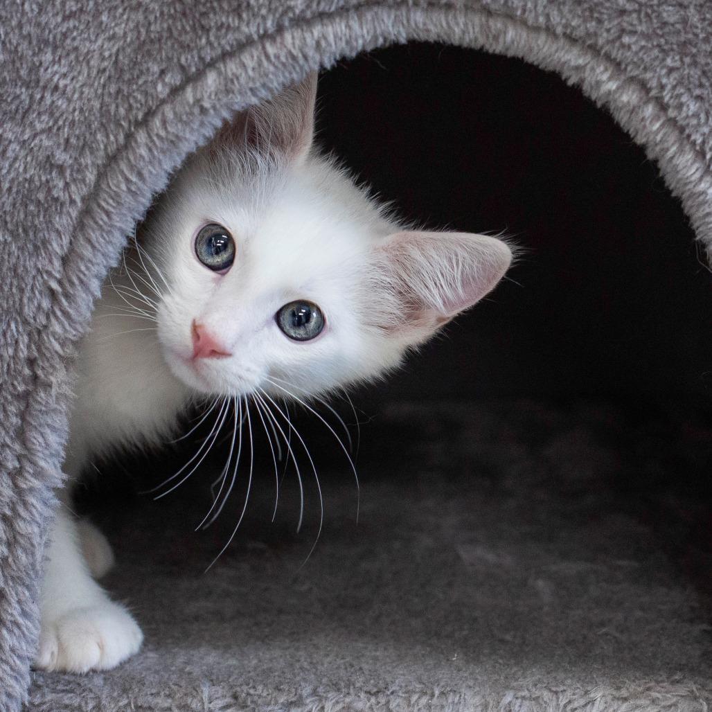 Fleetfoot, Adoptable, Kitten Male Domestic Short Hair.