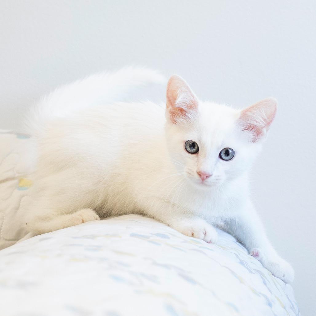 Enlarge Fleetfoot, a Adoptable Domestic Short Hair in Cartersville, GA image 2/3
