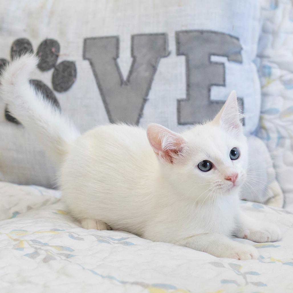 Enlarge Fleetfoot, a Adoptable Domestic Short Hair in Cartersville, GA image 3/3
