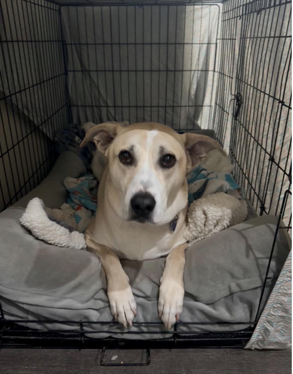 Enlarge Kira, a ADOPTABLE mixed breed in Los Angeles, CA image 3/5