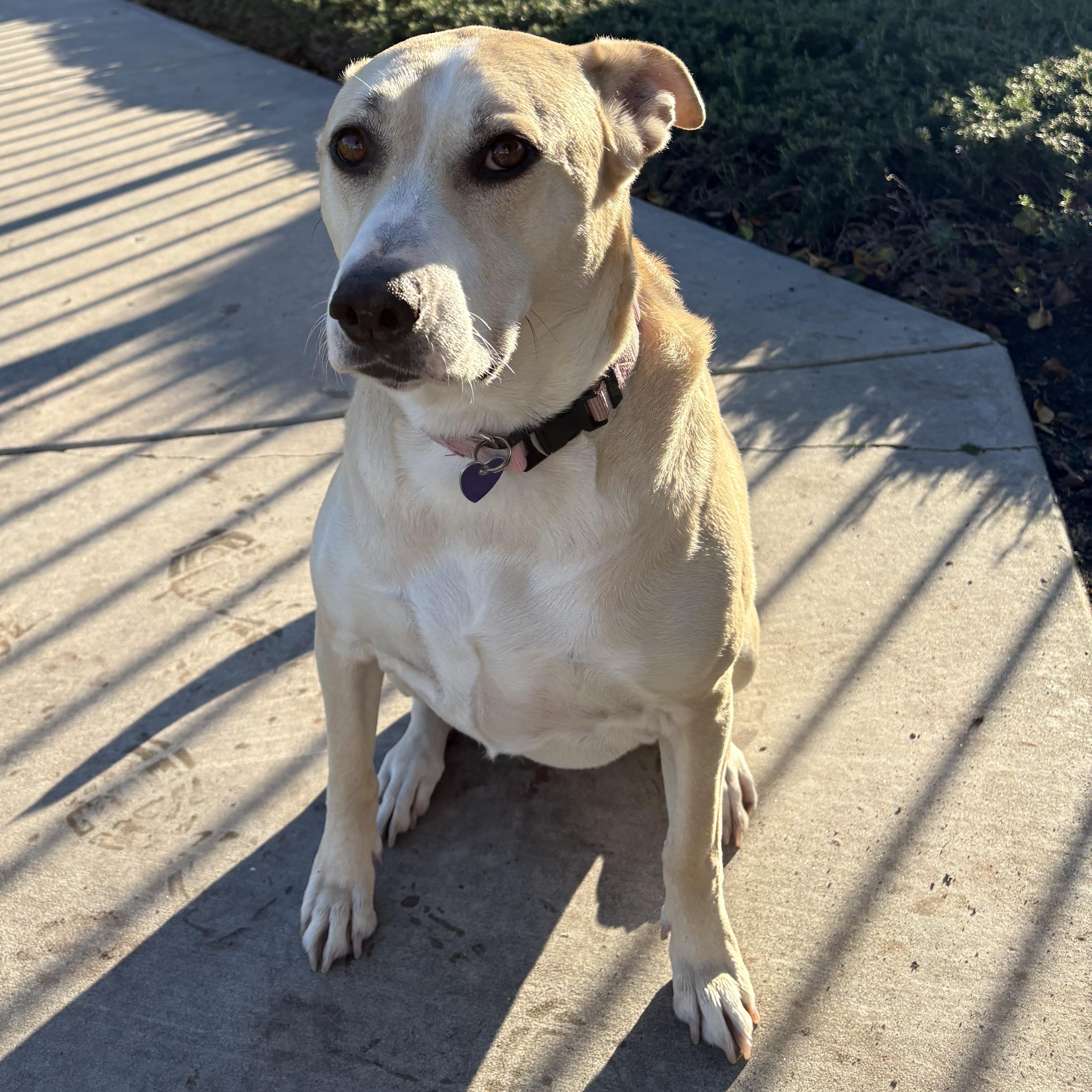 Enlarge Kira, a ADOPTABLE mixed breed in Los Angeles, CA image 5/5