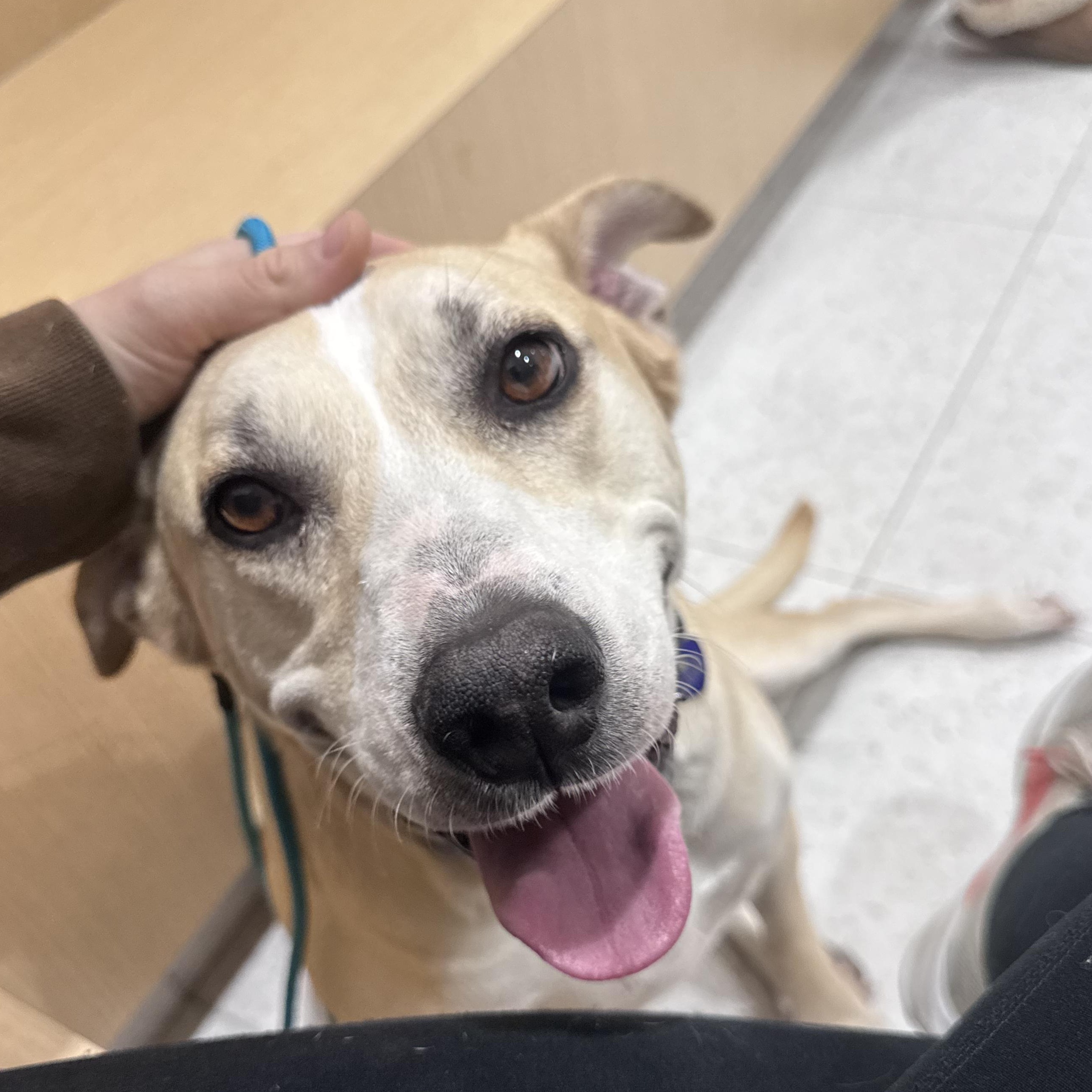 Kira, ADOPTABLE, Adult Female Catahoula Leopard Dog & Siberian Husky.