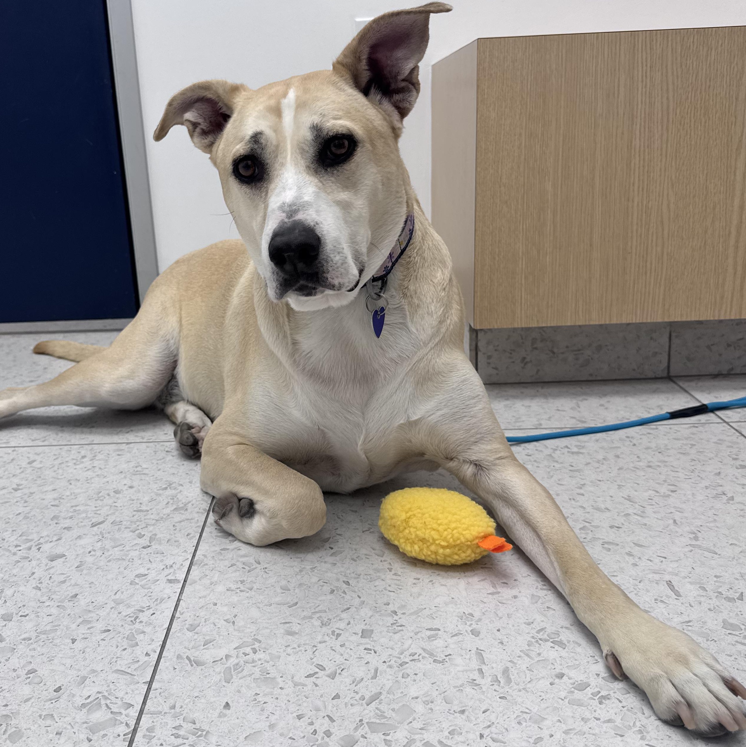 Enlarge Kira, a ADOPTABLE mixed breed in Los Angeles, CA image 2/5