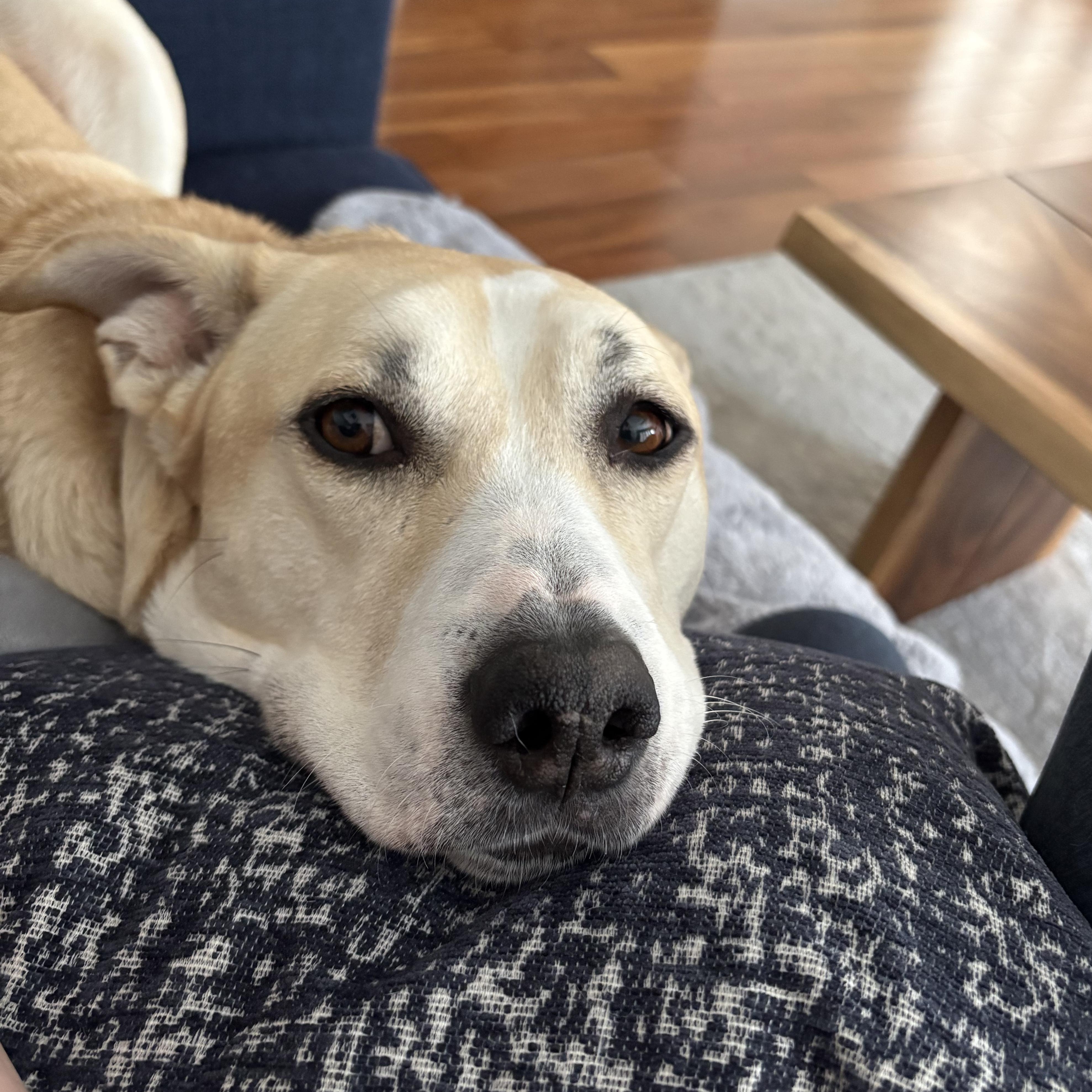 Enlarge Kira, a ADOPTABLE mixed breed in Los Angeles, CA image 4/5