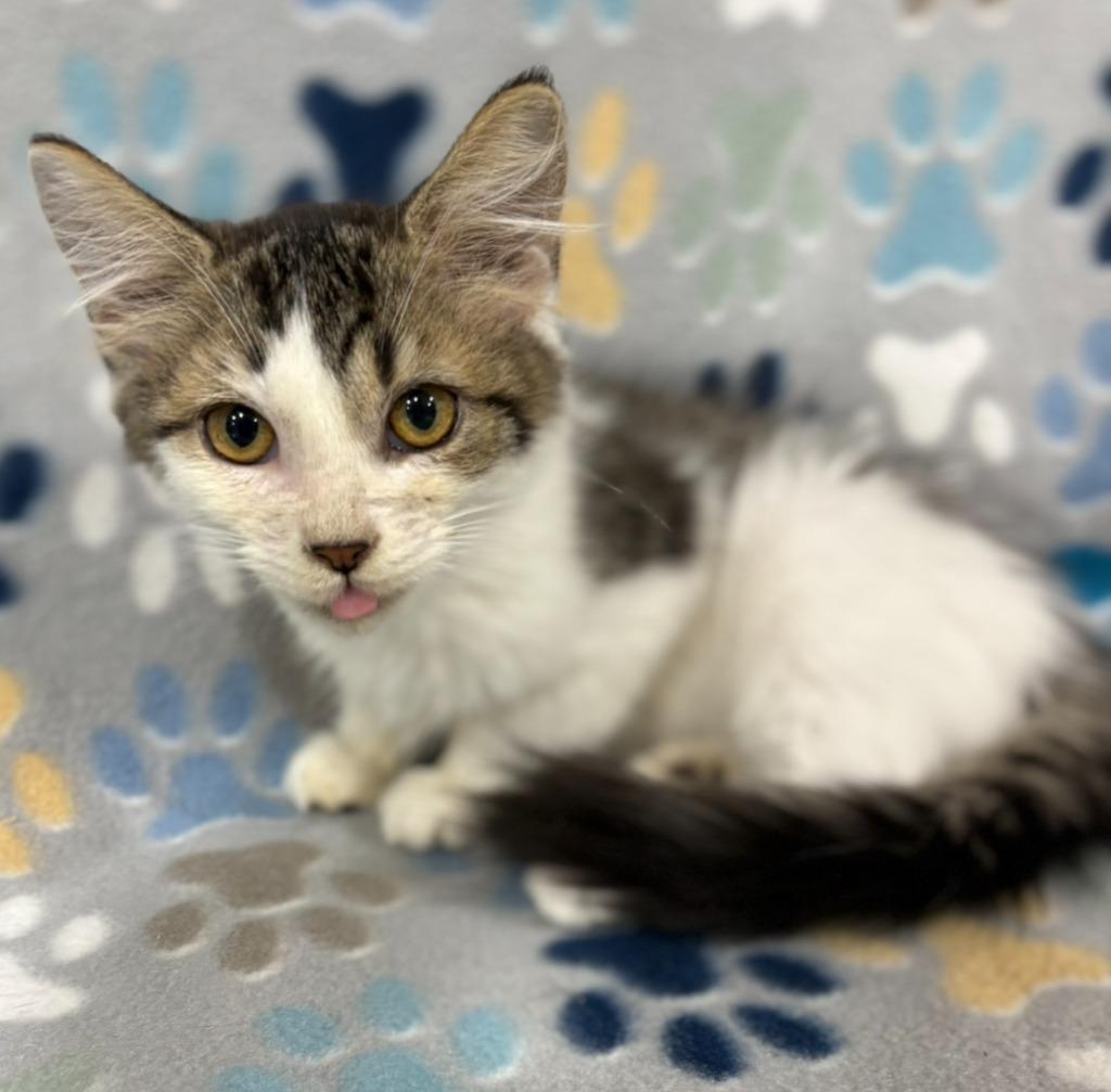 Wise Man, Adopted, Kitten Male Domestic Medium Hair.