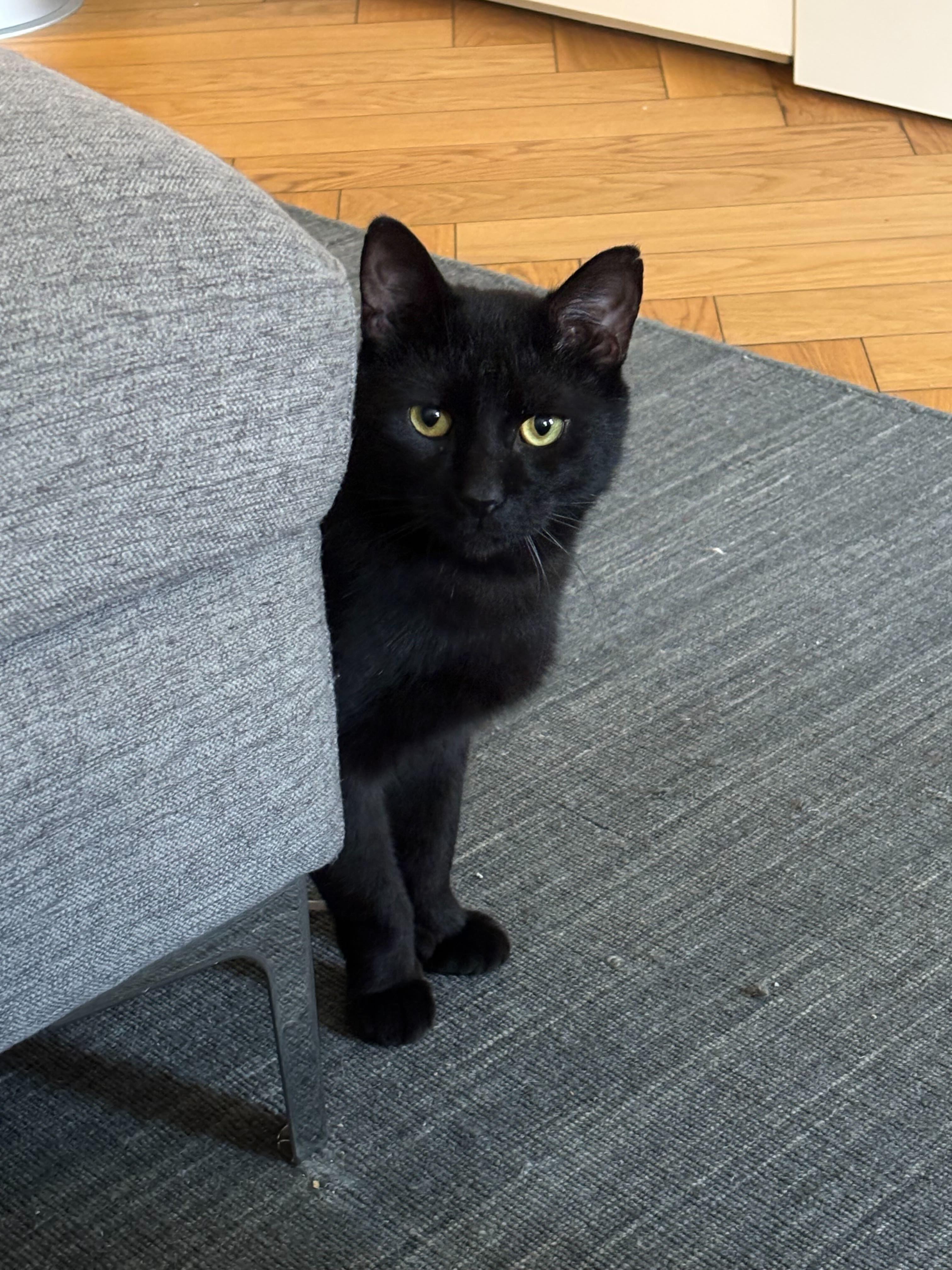 Beans Frijoles, ADOPTABLE, Adult Male Domestic Short Hair.