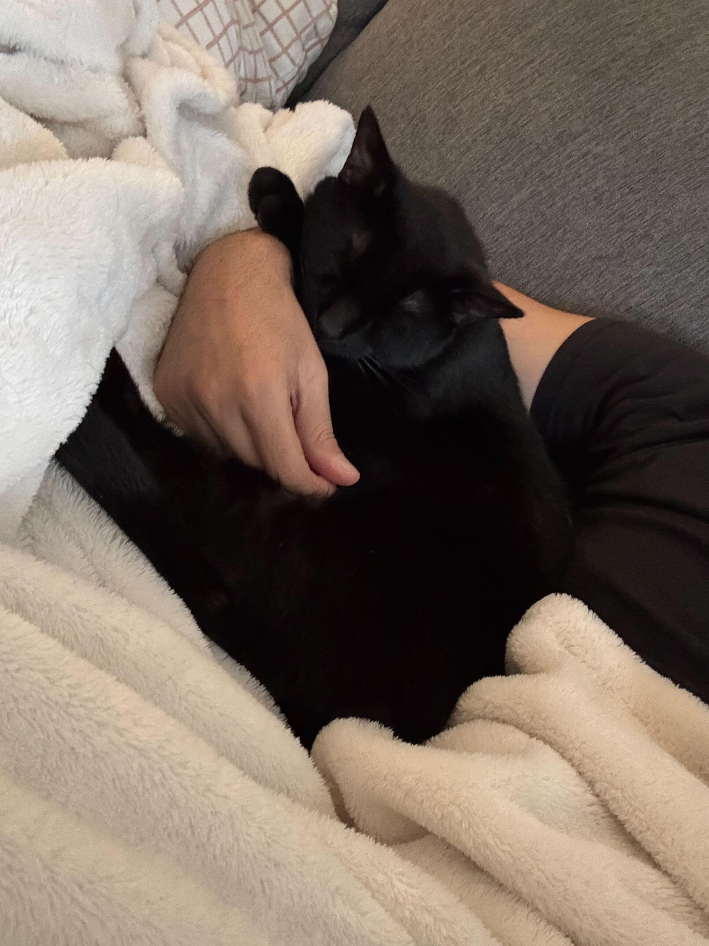 Enlarge Beans Frijoles, an adopted Domestic Short Hair in Long Island City, NY image 3/6