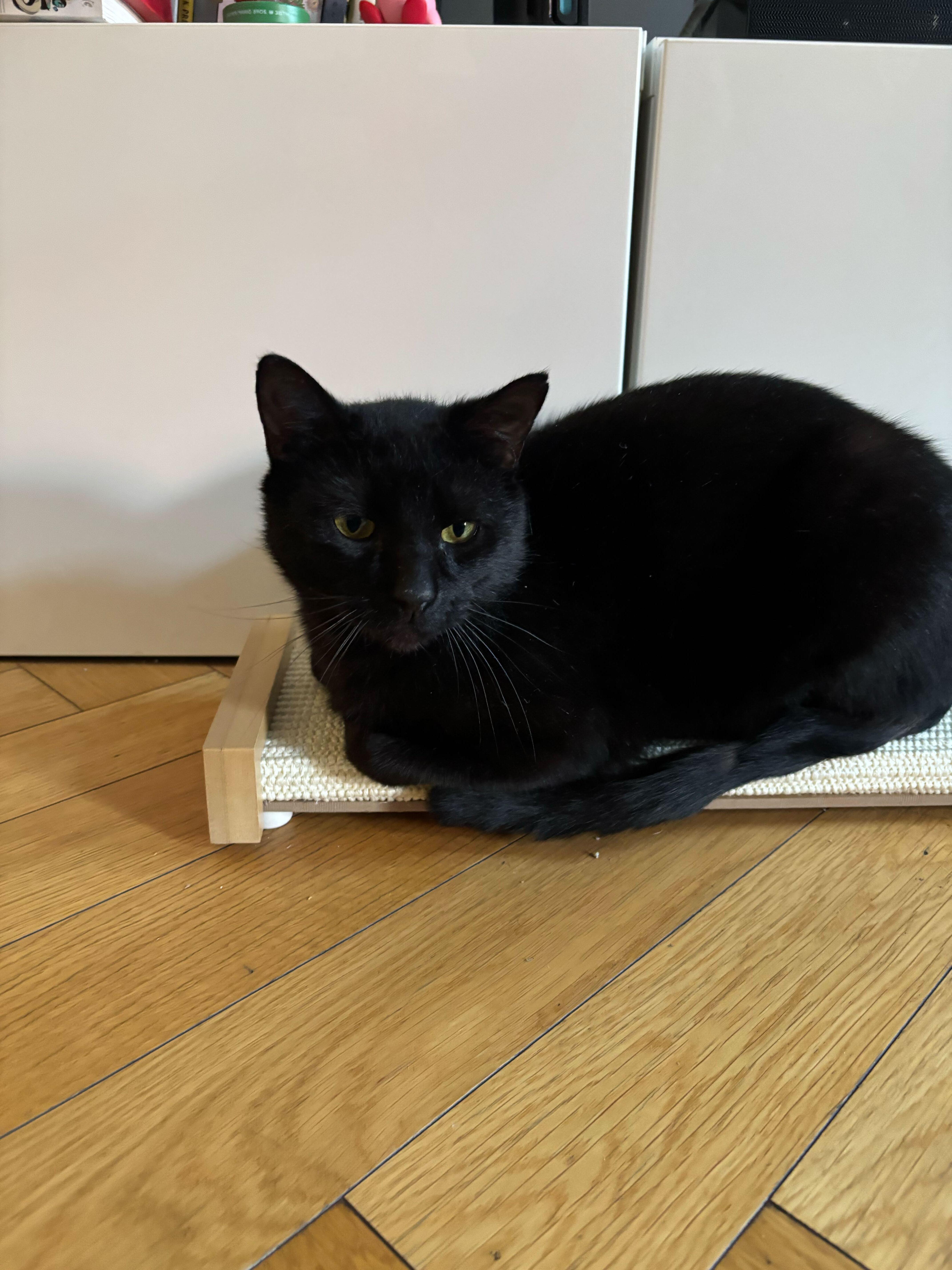 Enlarge Beans Frijoles, an adopted Domestic Short Hair in Long Island City, NY image 6/6