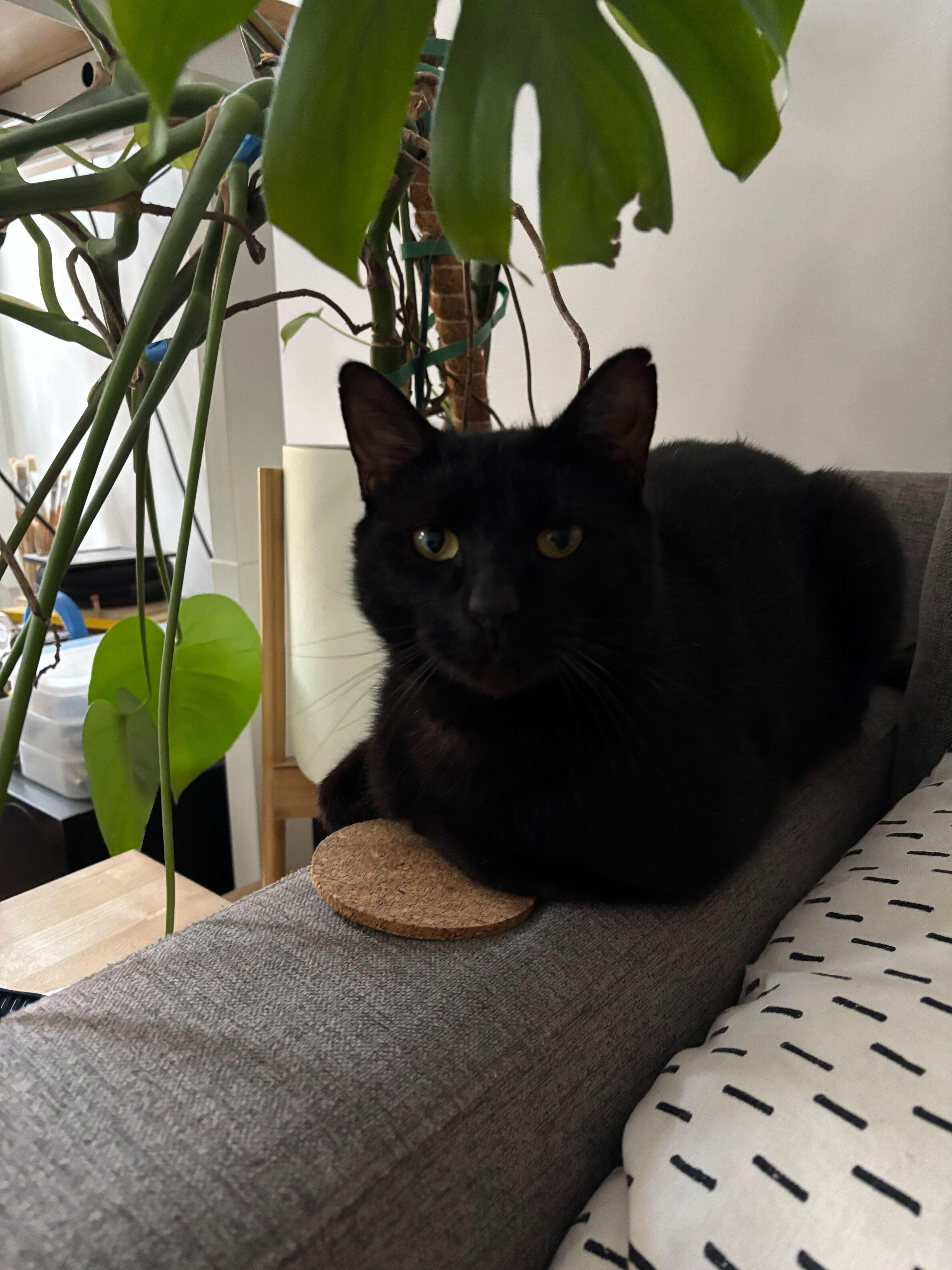 Enlarge Beans Frijoles, an adopted Domestic Short Hair in Long Island City, NY image 5/6