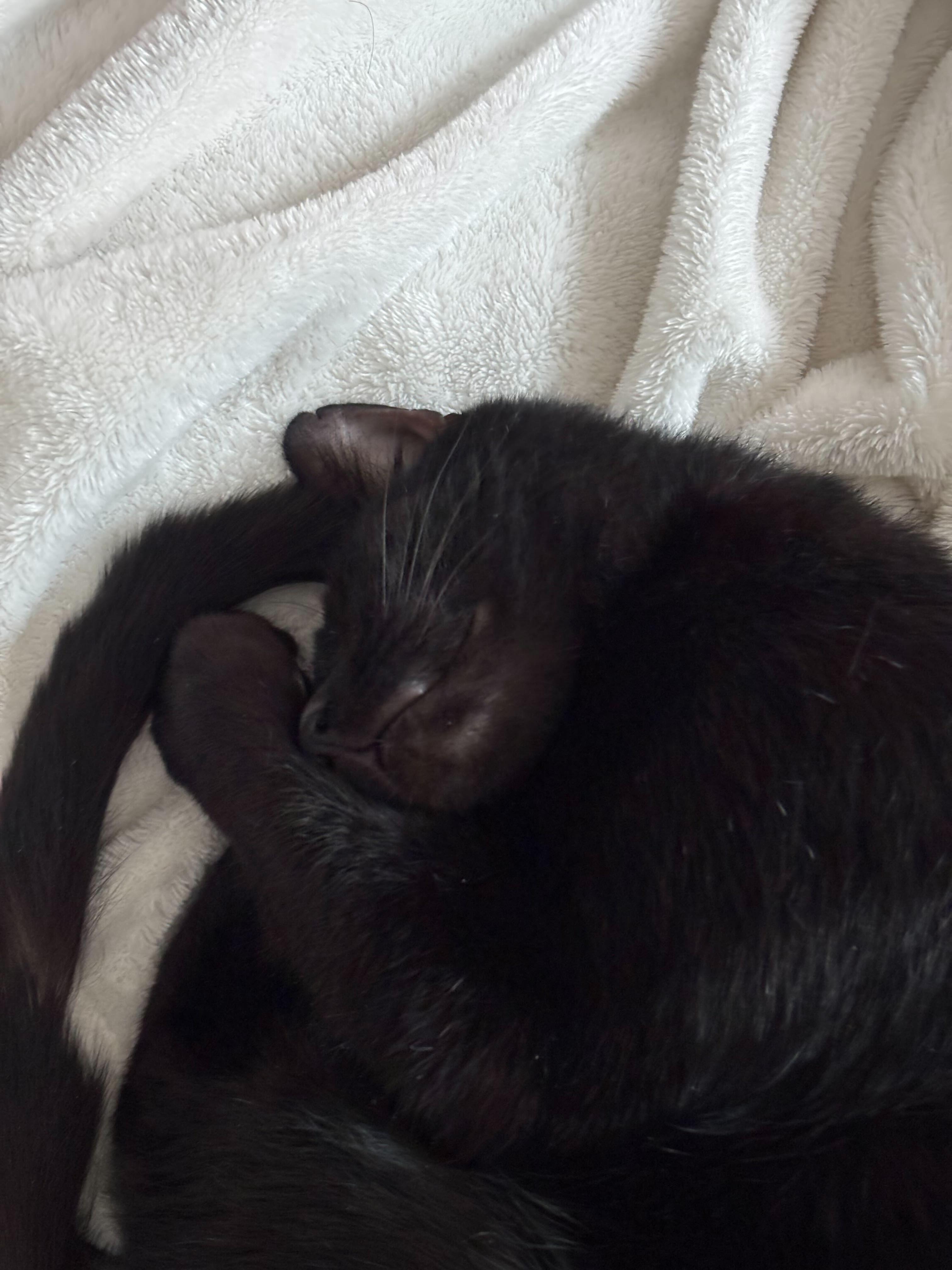 Enlarge Beans Frijoles, an adopted Domestic Short Hair in Long Island City, NY image 2/6