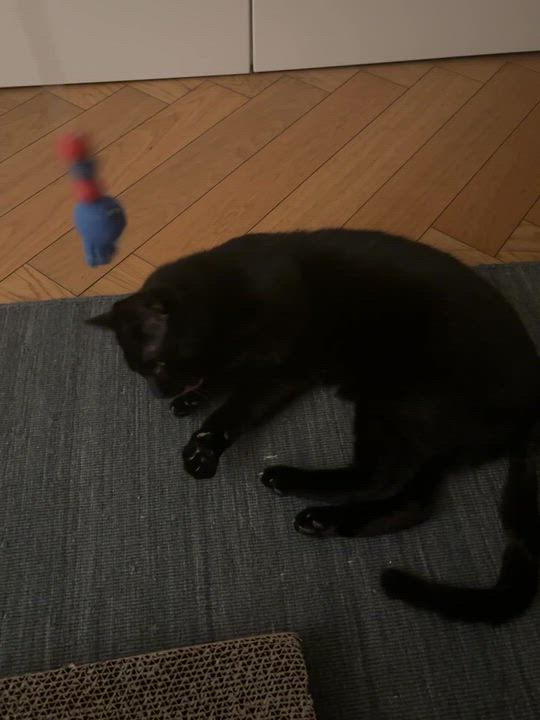 Enlarge Beans Frijoles, an adopted Domestic Short Hair in Long Island City, NY video 4/6