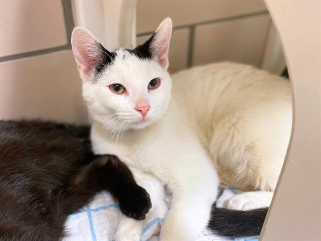 Enlarge NEPTUNE, a Adoptable Domestic Short Hair in Fort Wayne, IN image 1/1