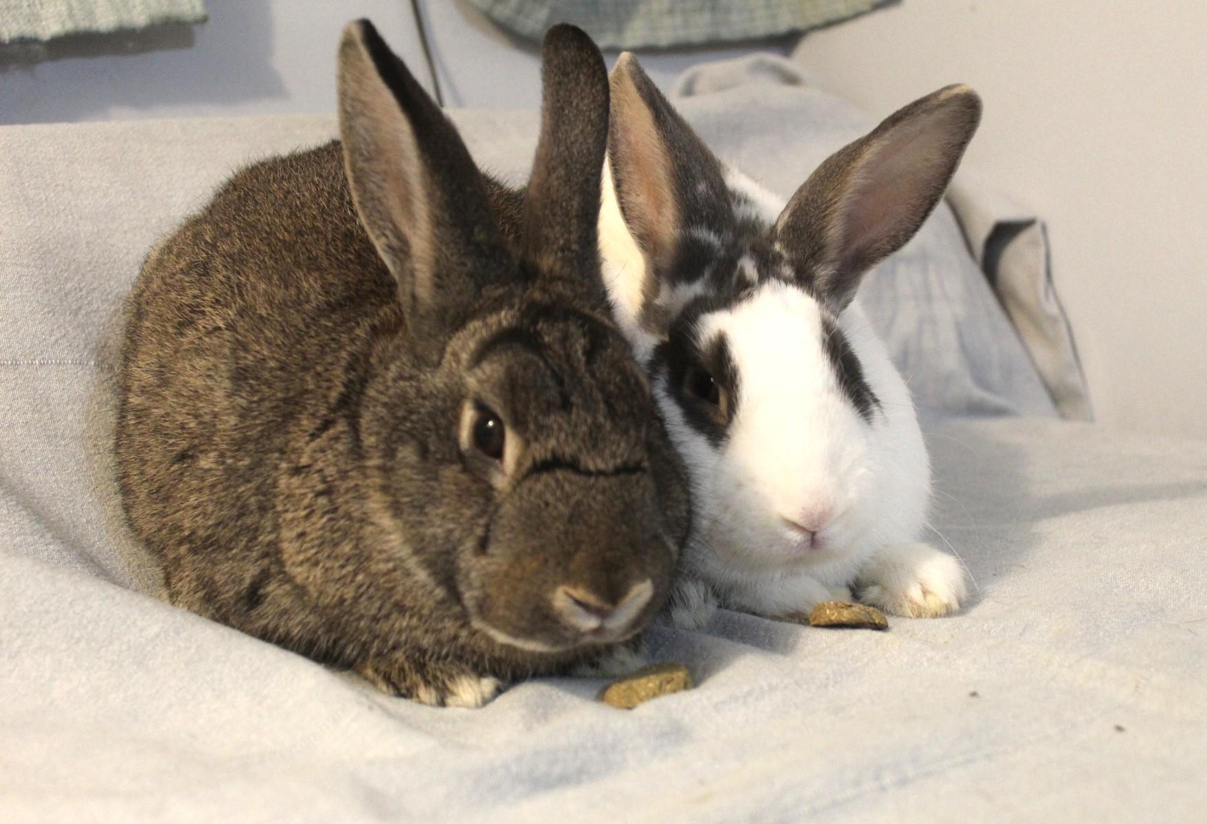 Skittles & Starburst, a Adoptable American in Hillside, NJ image 1/5