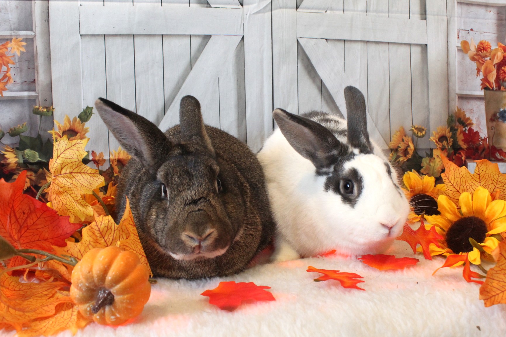 Skittles & Starburst, Adoptable, Young Female American.