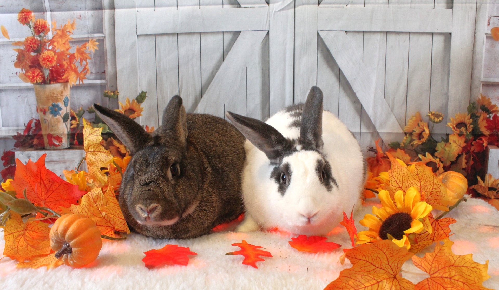 Skittles & Starburst, a Adoptable American in Hillside, NJ image 4/5