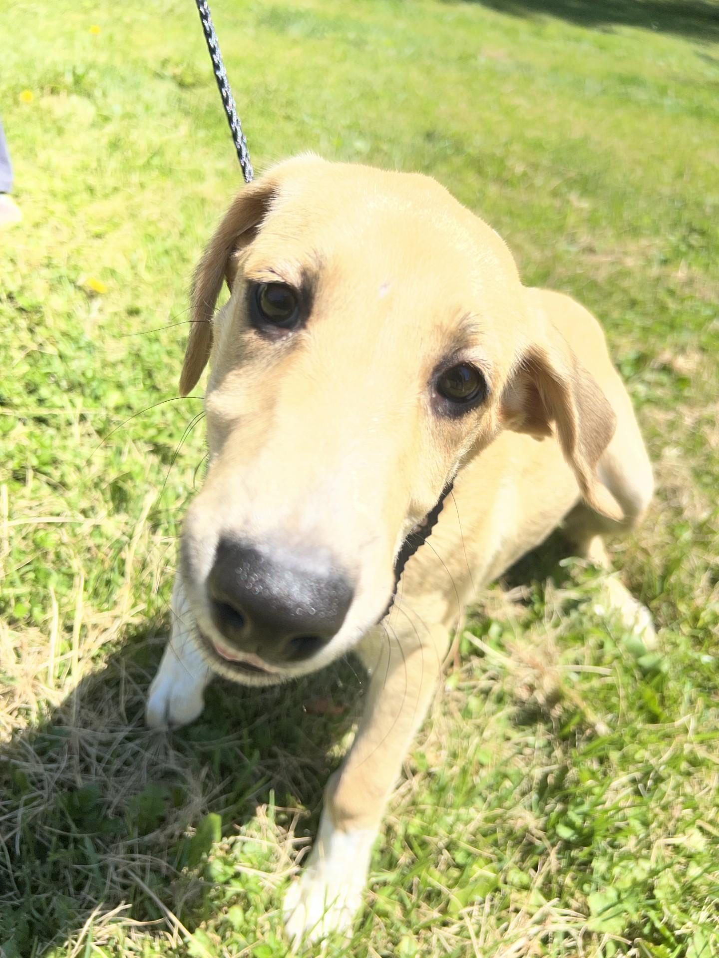 Enlarge Papaya, a Adoptable mixed breed in Upper Sandusky, OH image 2/2