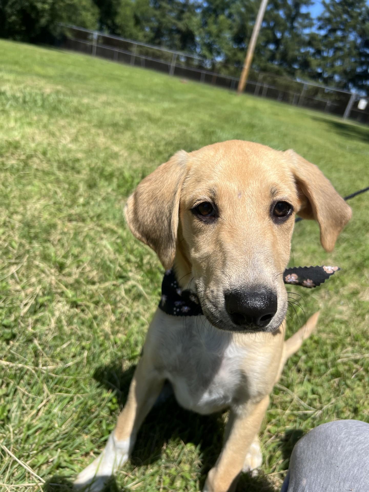 Enlarge Papaya, a Adoptable mixed breed in Upper Sandusky, OH image 1/2