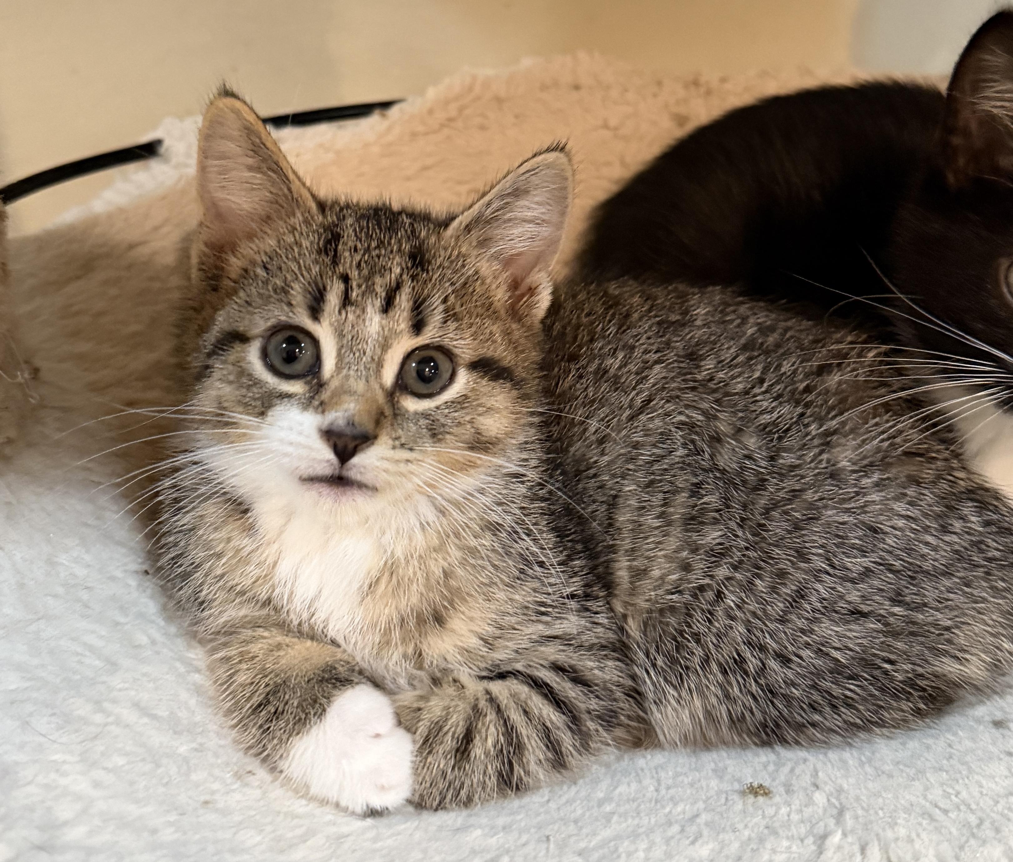 Enlarge Tootsie, an adoptable Domestic Short Hair in East Hanover, NJ image 1/3