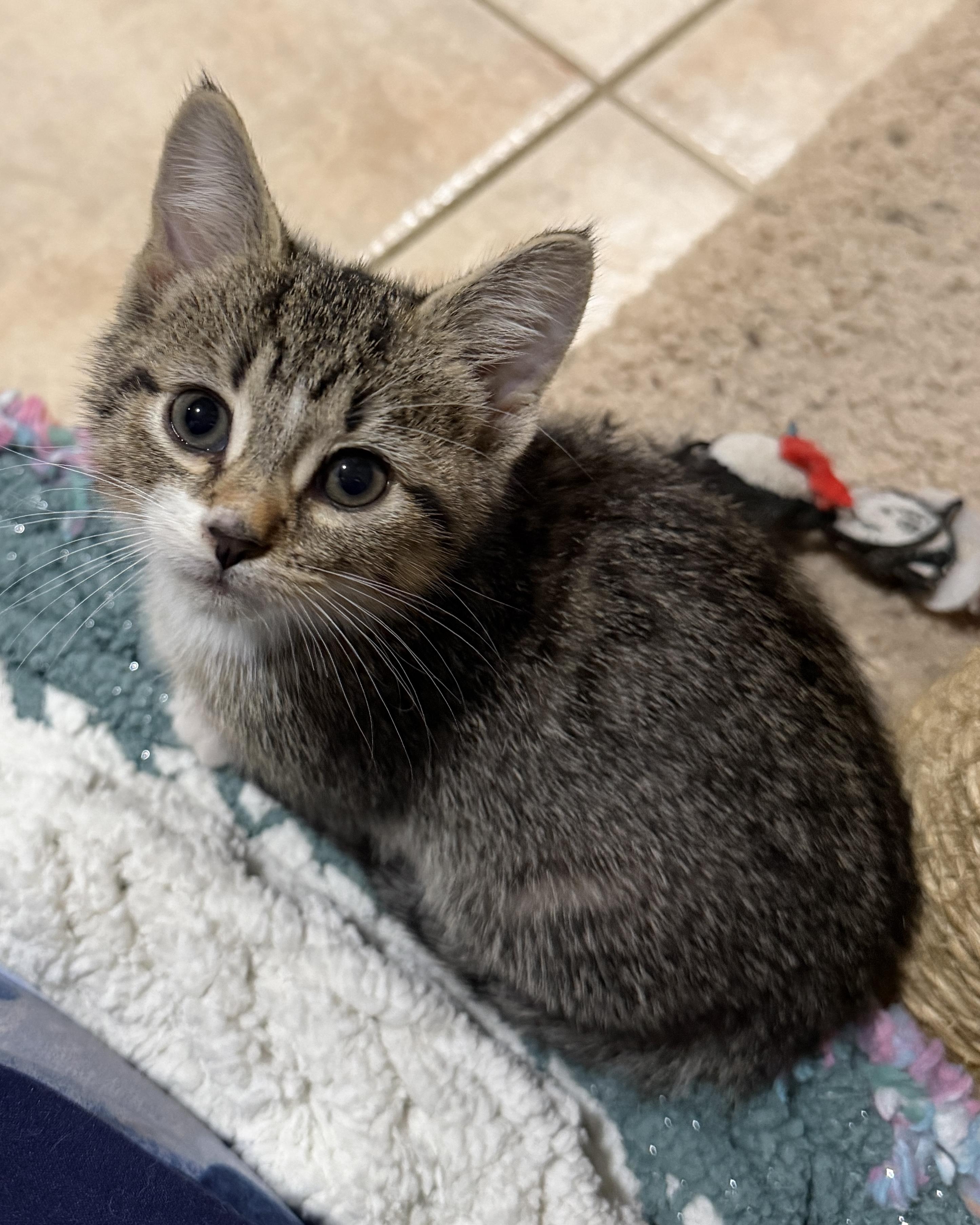 Tootsie, ADOPTABLE, Kitten Female Domestic Short Hair.