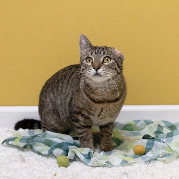 Scrunchie, Adoptable, Young Female Domestic Short Hair.