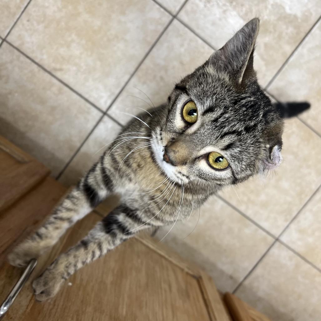 Enlarge Scrunchie, a Adoptable Domestic Short Hair in Pekin, IL image 2/5