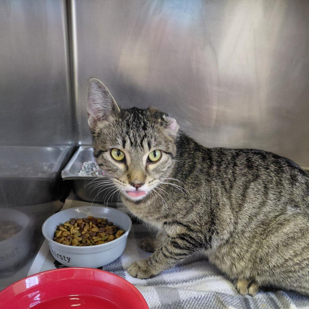Enlarge Scrunchie, a Adoptable Domestic Short Hair in Pekin, IL image 3/5