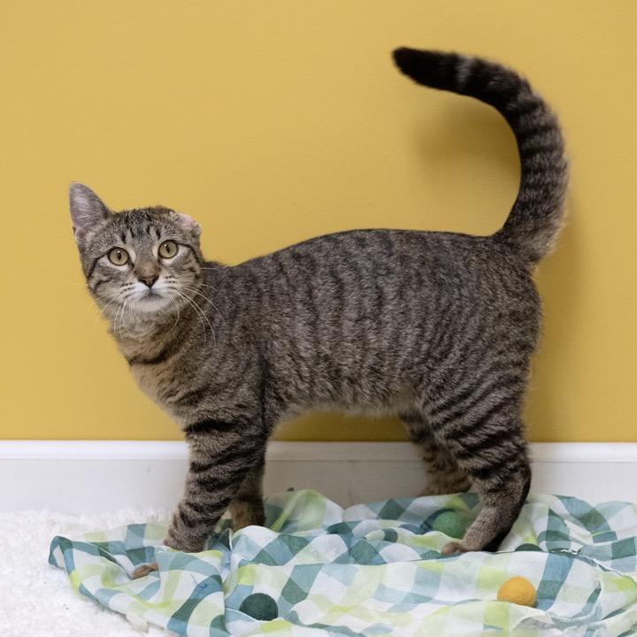 Enlarge Scrunchie, a Adoptable Domestic Short Hair in Pekin, IL image 4/5
